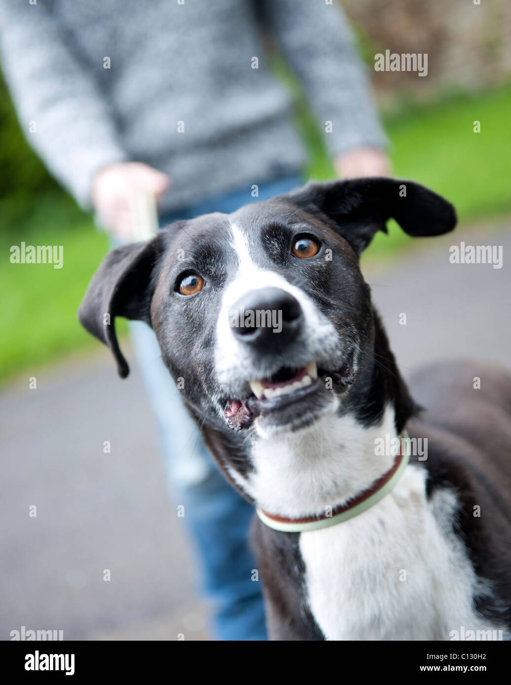 portrait of black dog walking on leash Stock Photo