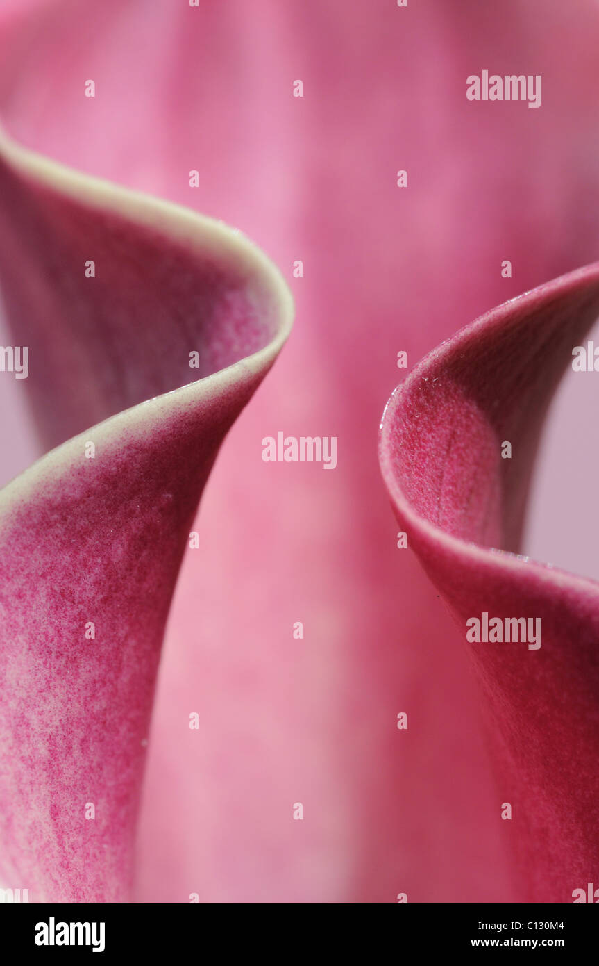 Calla lily flower close up Stock Photo