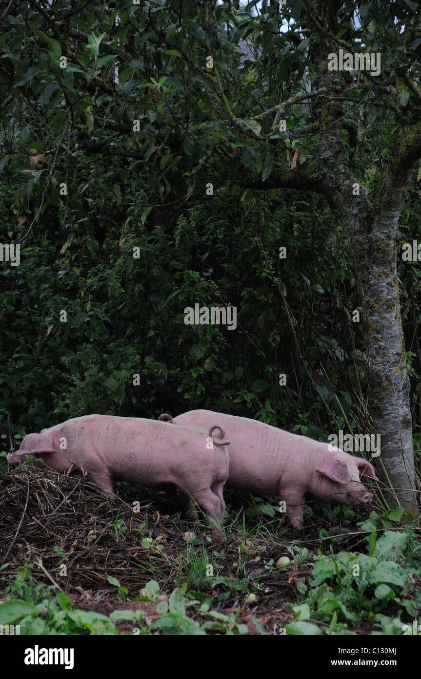 Two pigs under an apple tree Stock Photo