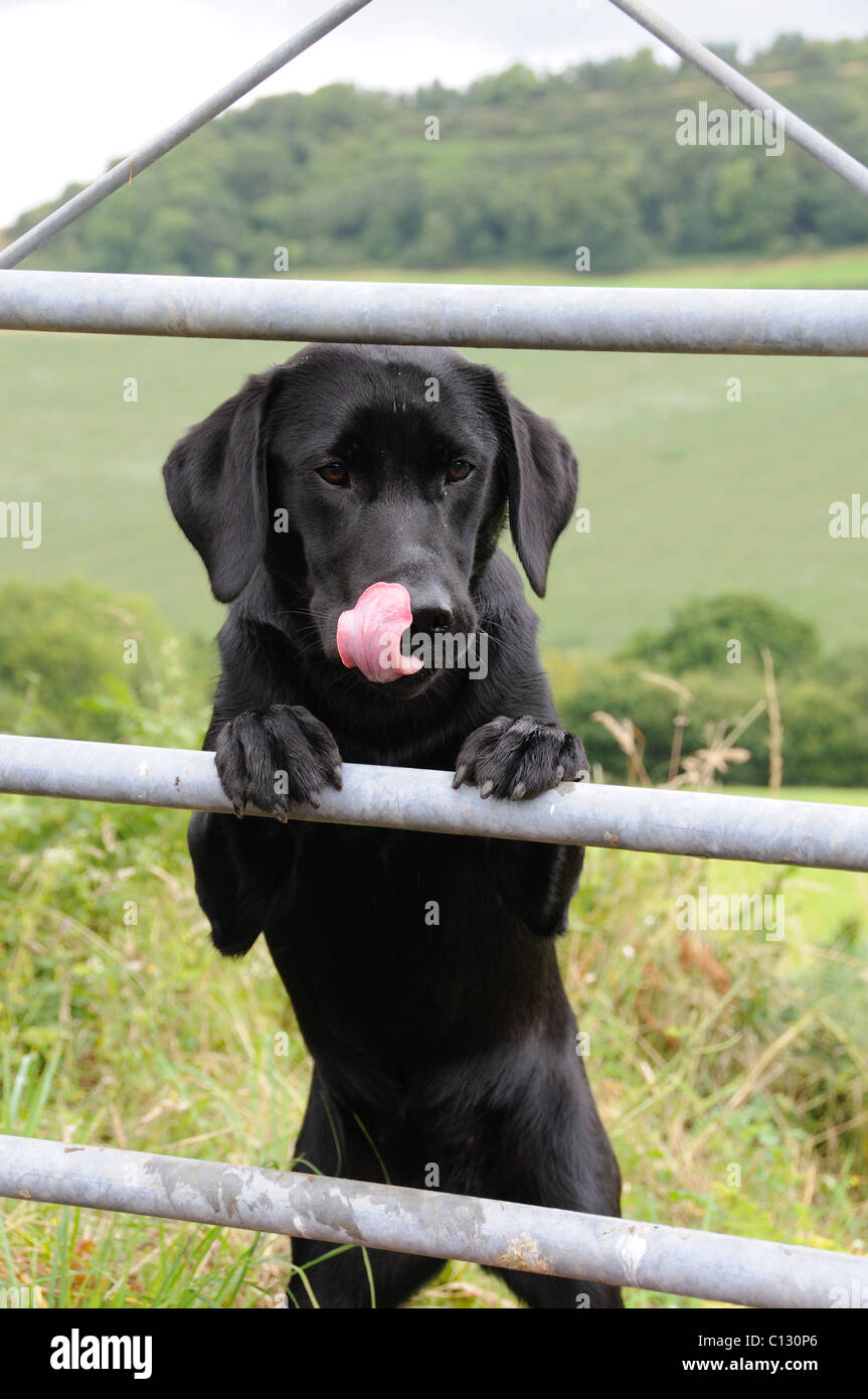 Black labrador standing up at a five bar gate Stock Photo Alamy