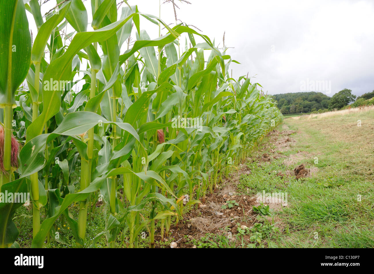Miaze cover crop for pheasants and other game birds Stock Photo