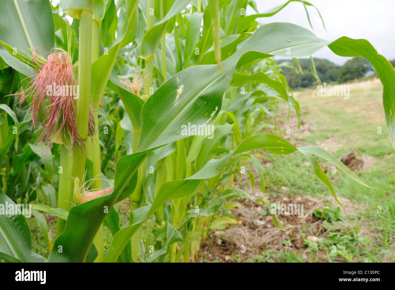 Miaze cover crop for pheasants and other game birds Stock Photo Alamy