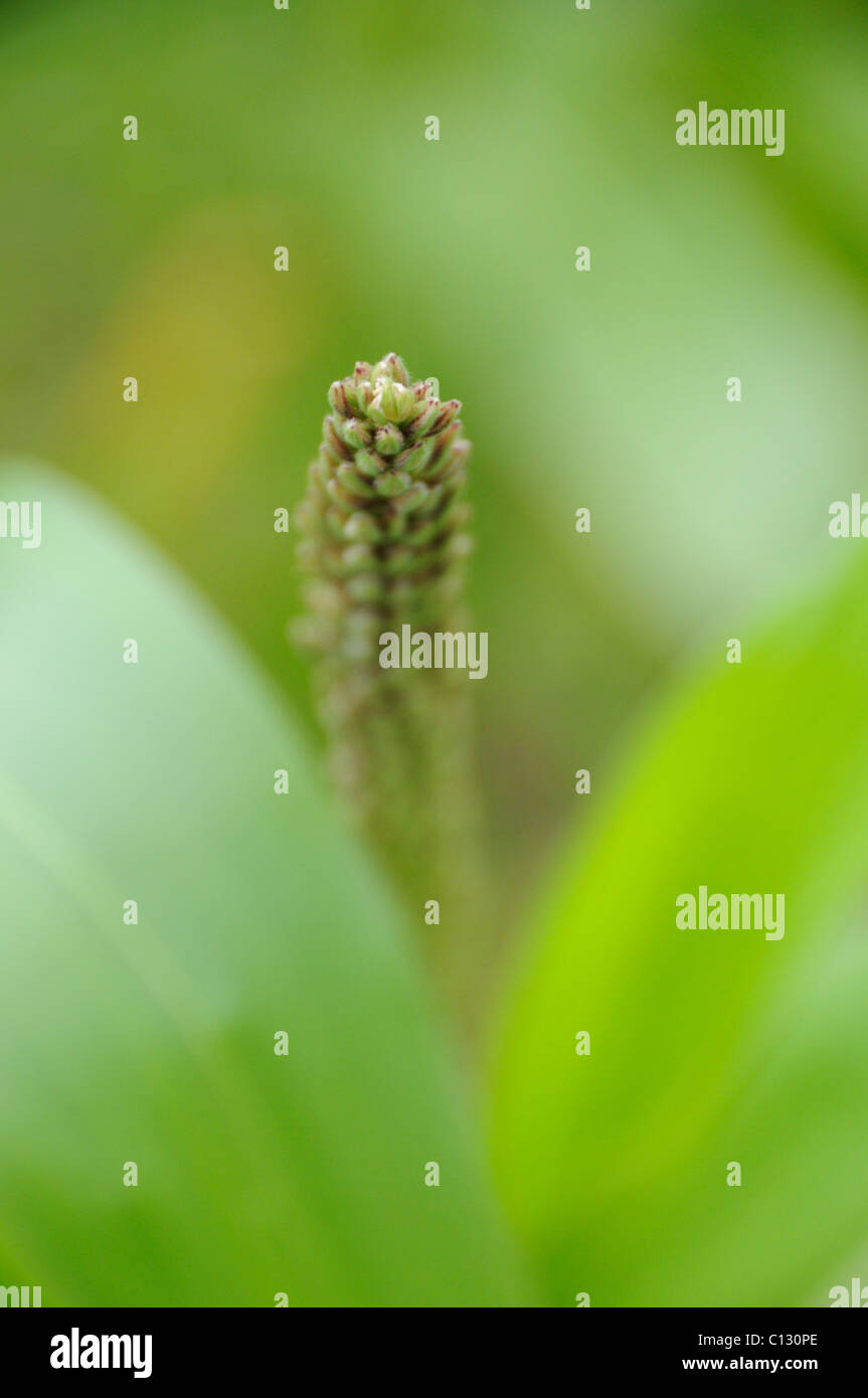 Miaze cover crop for pheasants and other game birds Stock Photo Alamy