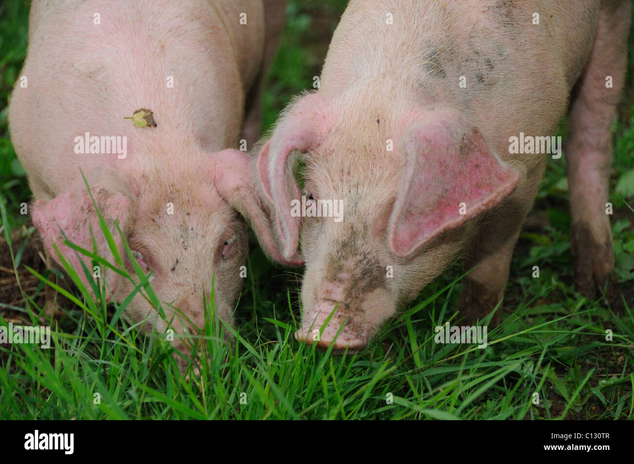 Two young pigs eating grass Stock Photo