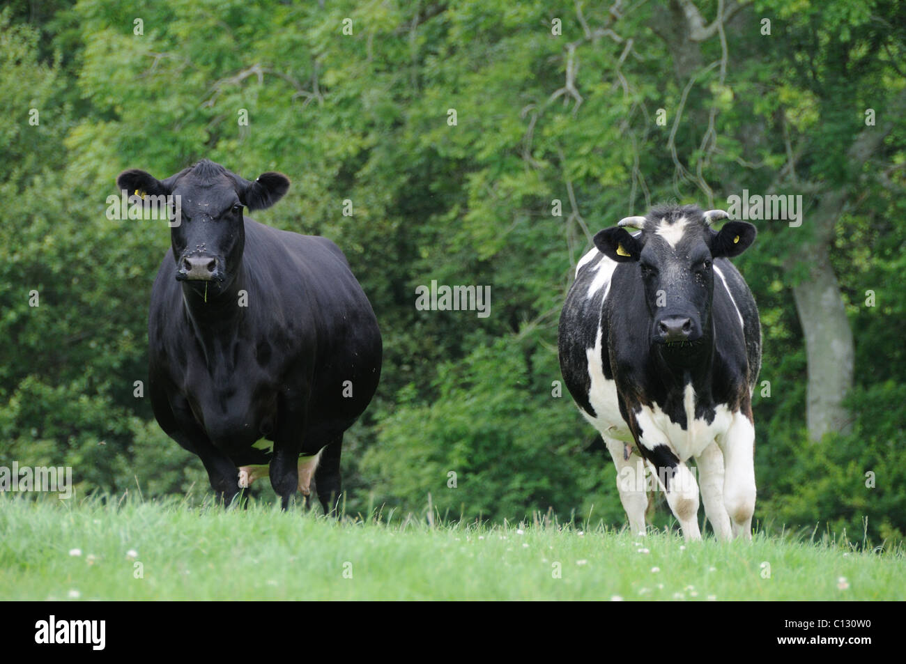 Two dairy cows Stock Photo
