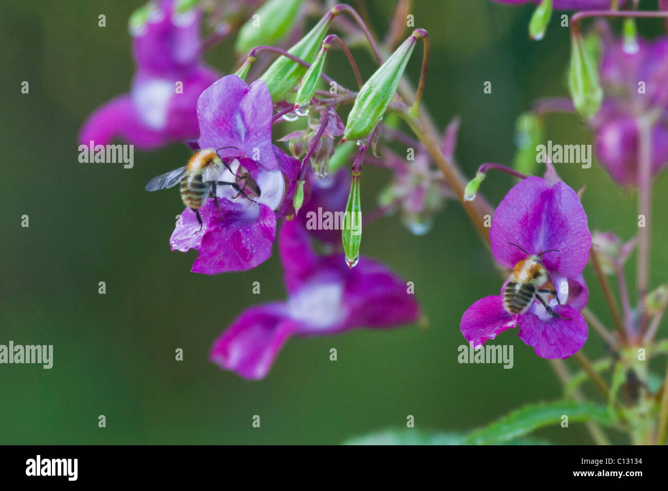 Carder or Meadow Bumble Bees (Bombus agrorum), feeding on Himalayan Balsam flower, Lower Saxony, Germany Stock Photo