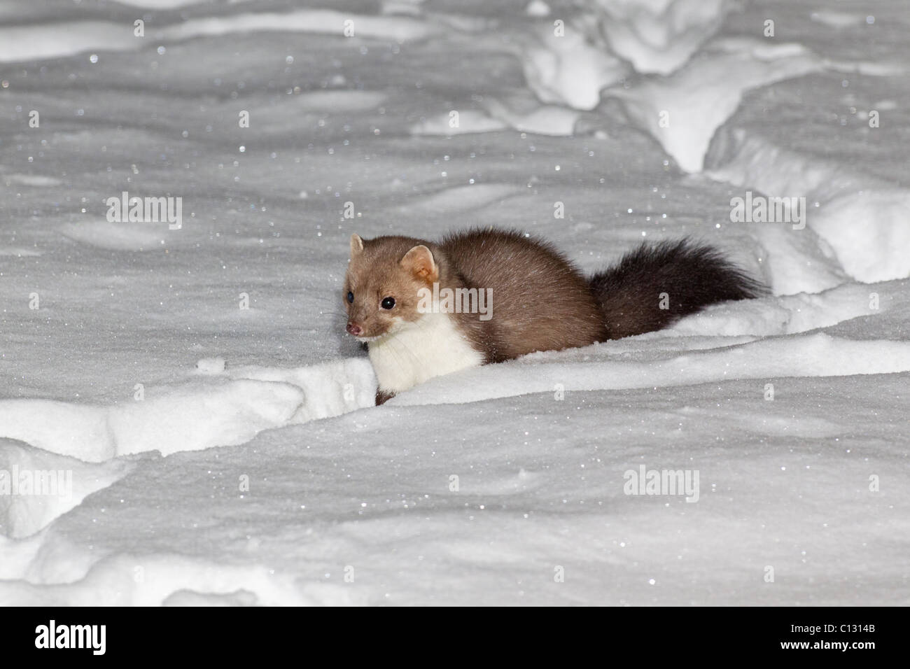 Beech Marten / Stone Marten (Martes foina), in garden at night foraging for food, winter Stock Photo