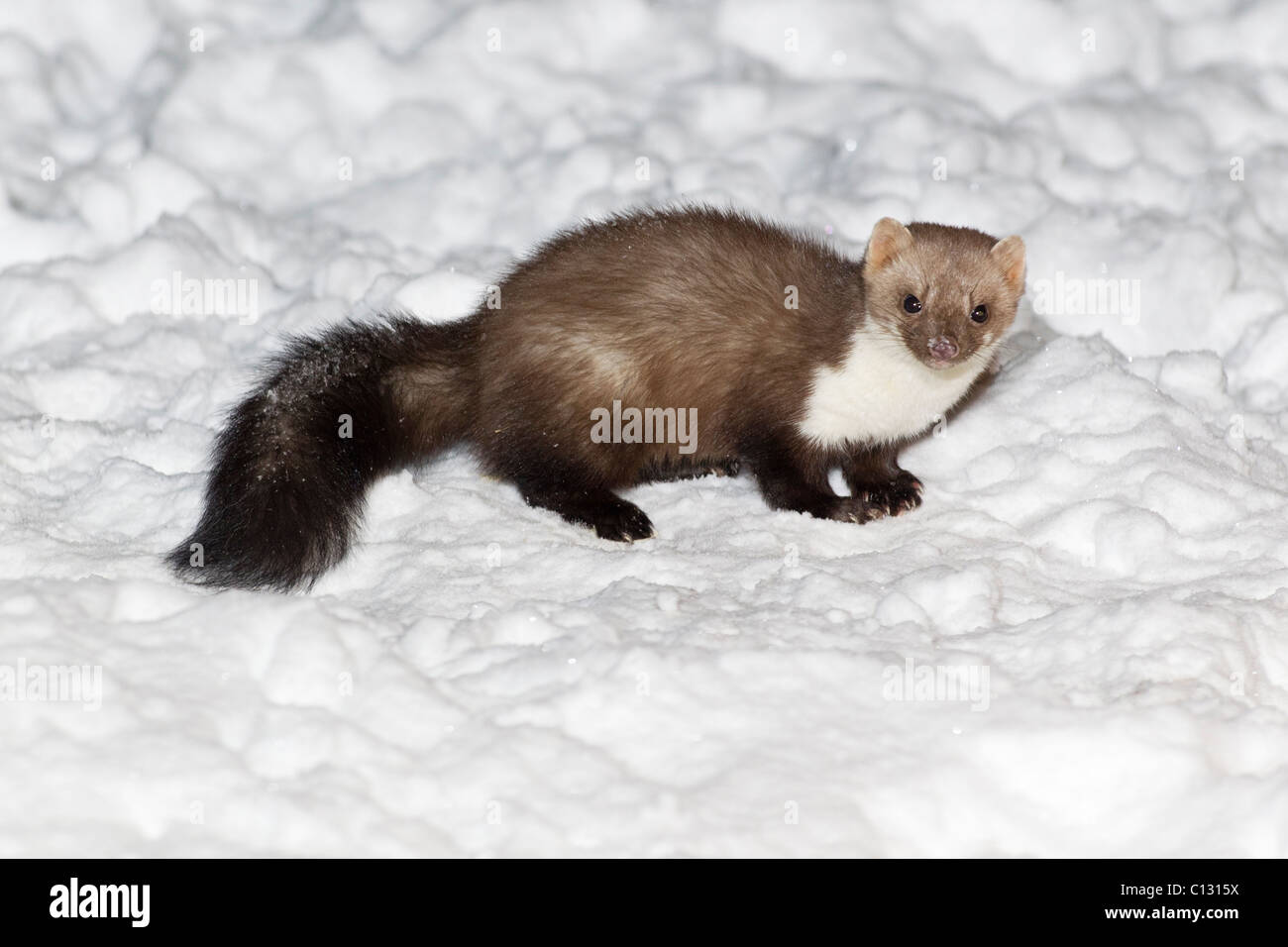 Beech Marten / Stone Marten (Martes foina), in garden at night foraging for food, winter Stock Photo