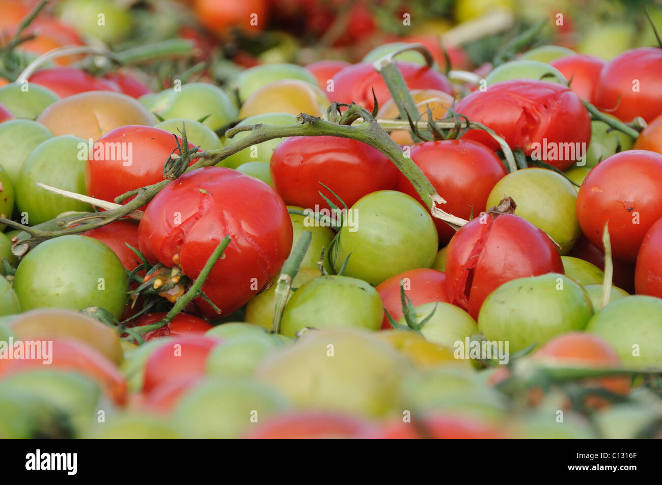 Split tomatos - rubbish Stock Photo