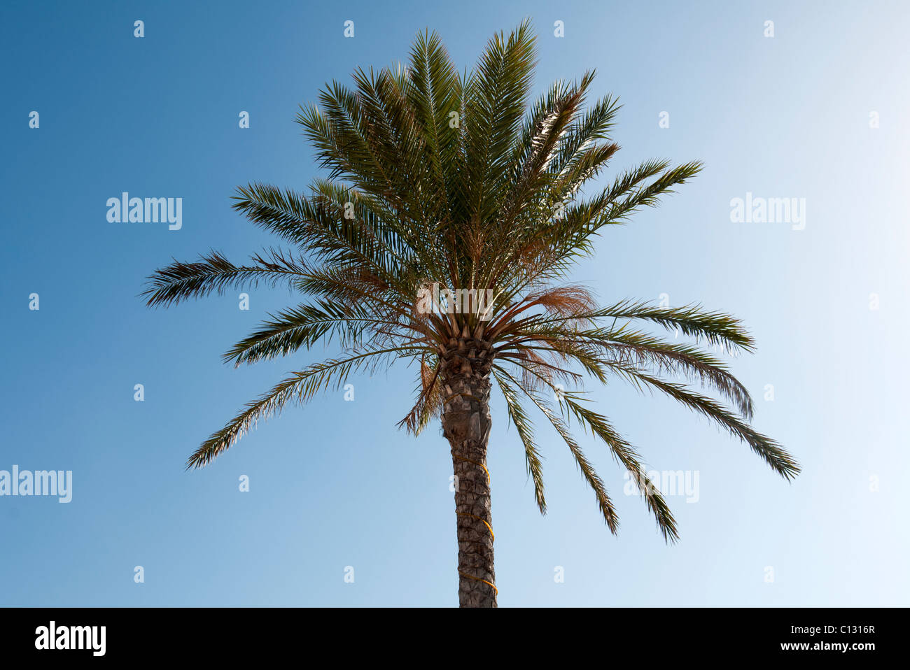 Lanzarote palm tree hi-res stock photography and images - Alamy