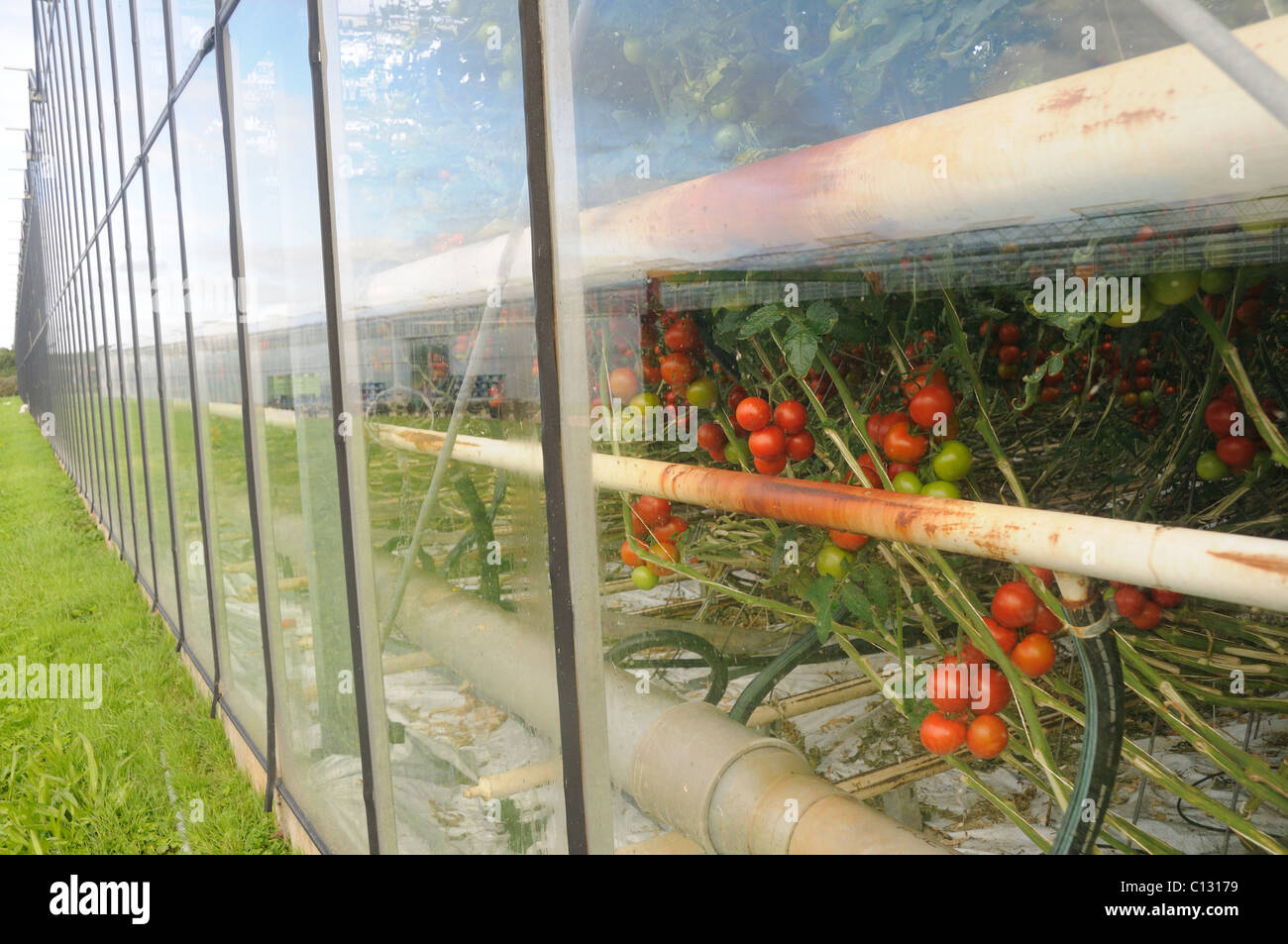Glasshouses growing tomatos Stock Photo