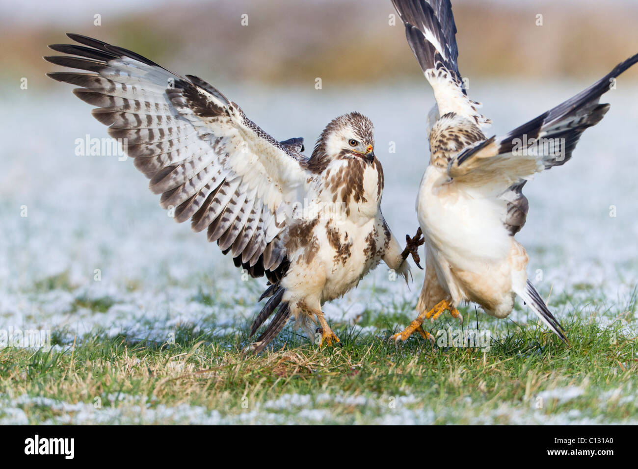 Common Buzzard (Buteo buteo), two fighting over food in winter Stock Photo