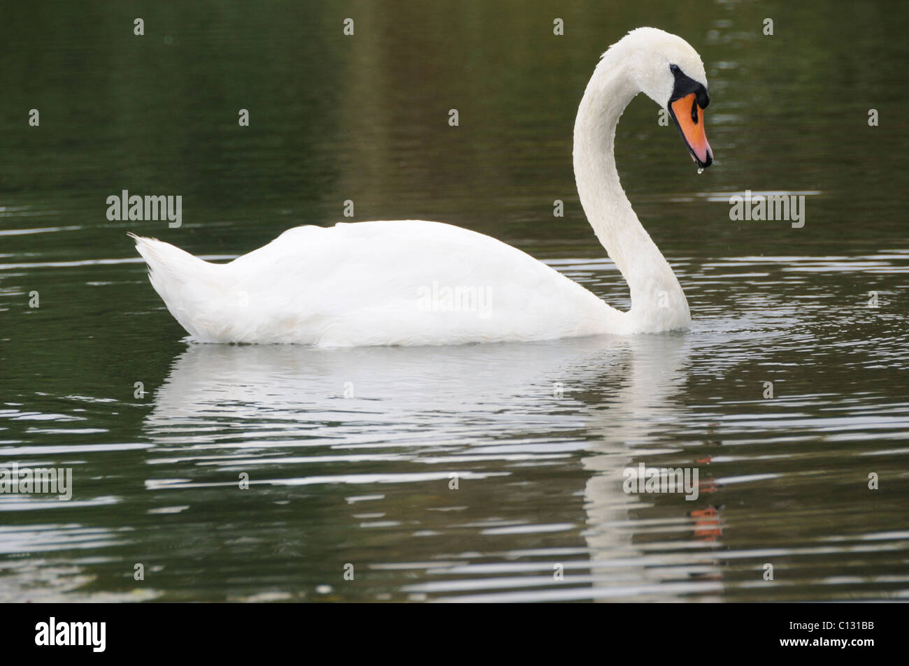 Swan swimming on a lake Stock Photo