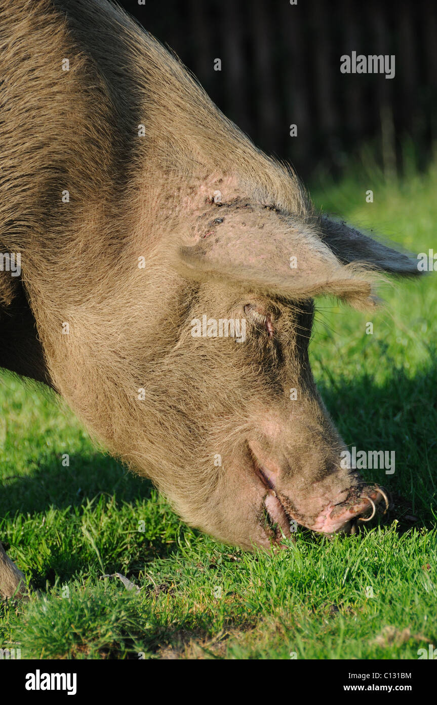 Free range pig in the new Forest Stock Photo