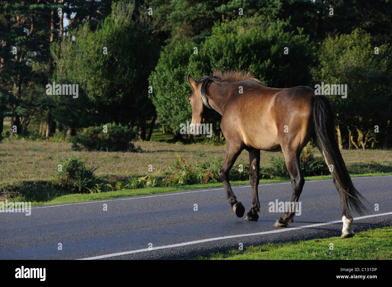 Pony road hi-res stock photography and images - Alamy