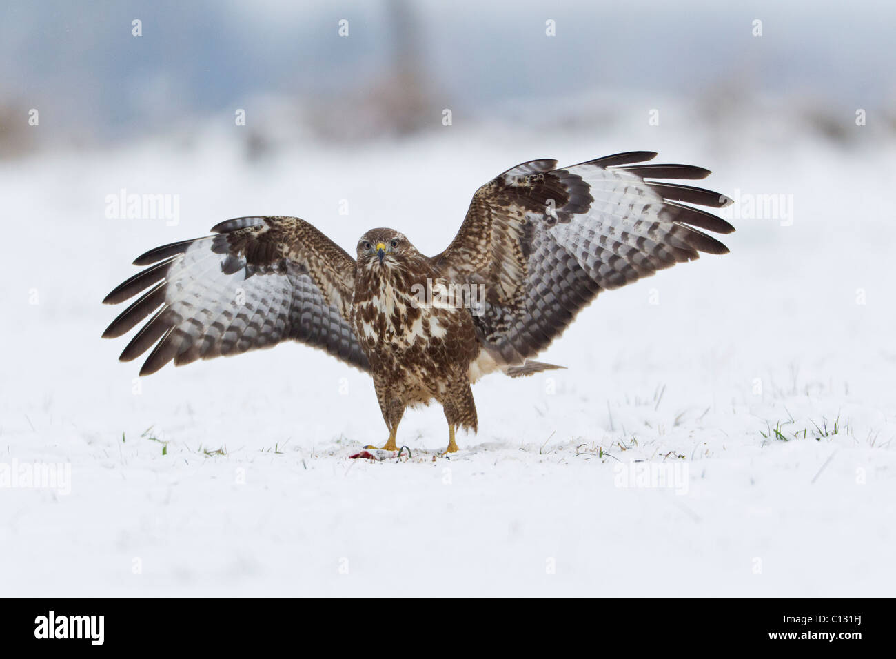 Common Buzzard (Buteo buteo), landing on snow covered field Stock Photo