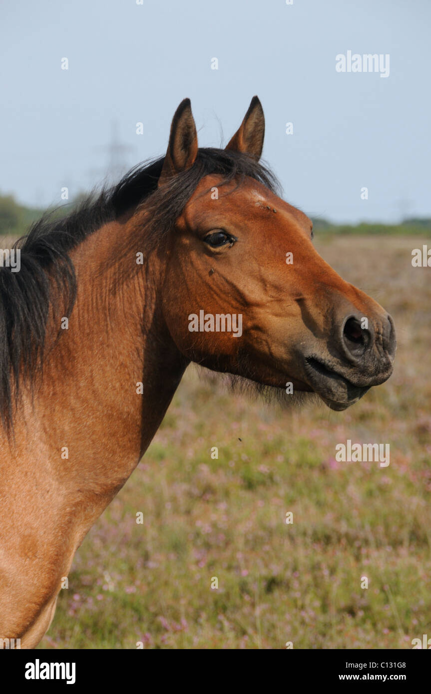 New forest pony neighing Stock Photo