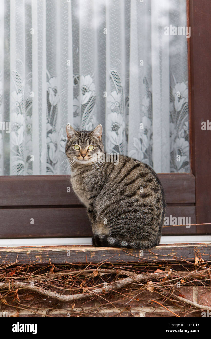 Cat Waiting By Door High Resolution Stock Photography and Images - Alamy