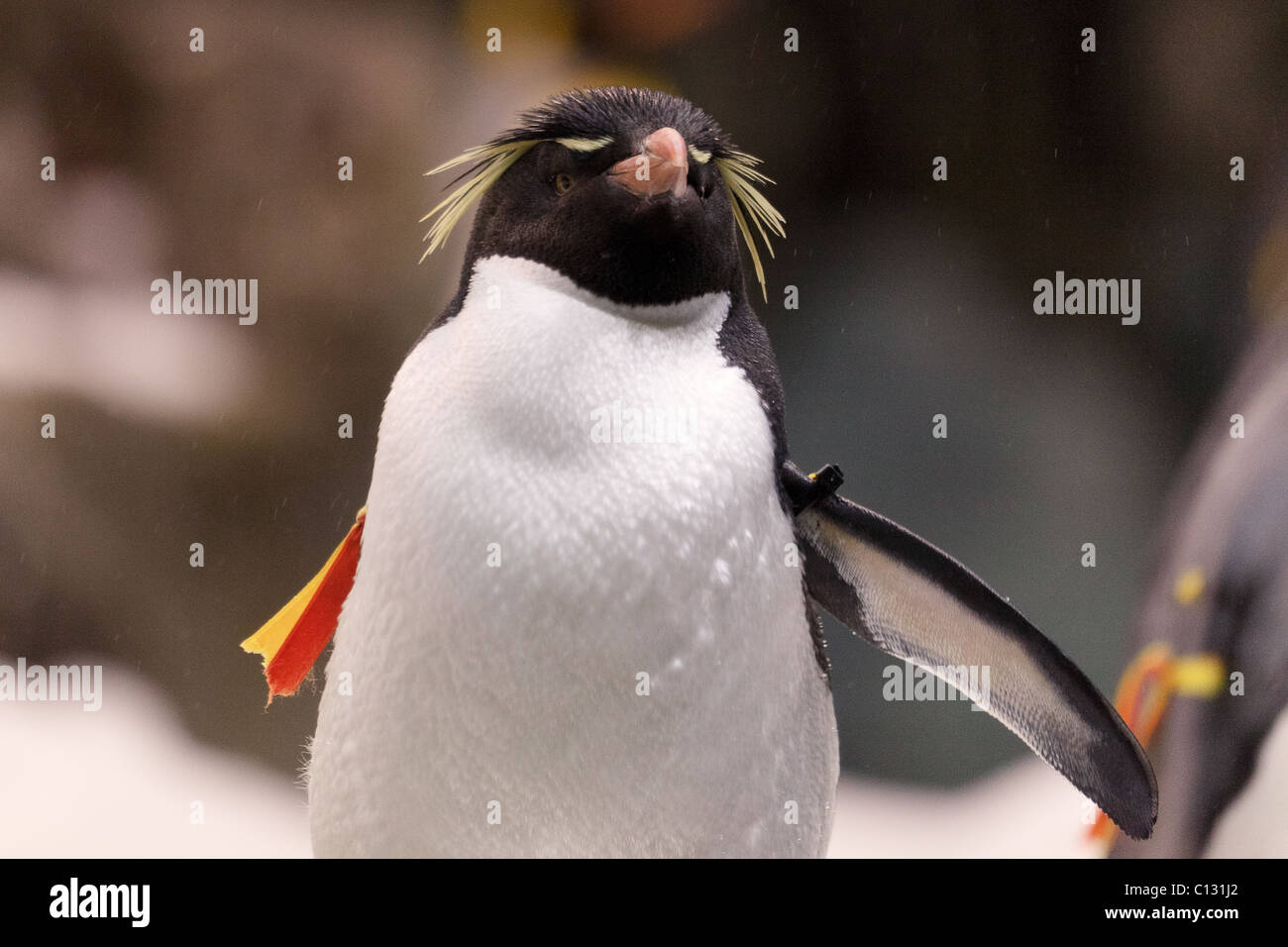 Western Rockhopper Penguin (Eudyptes chrysocome) Stock Photo