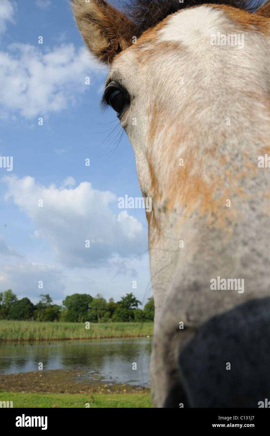 Wide angle picture of a New Forest pony Stock Photo