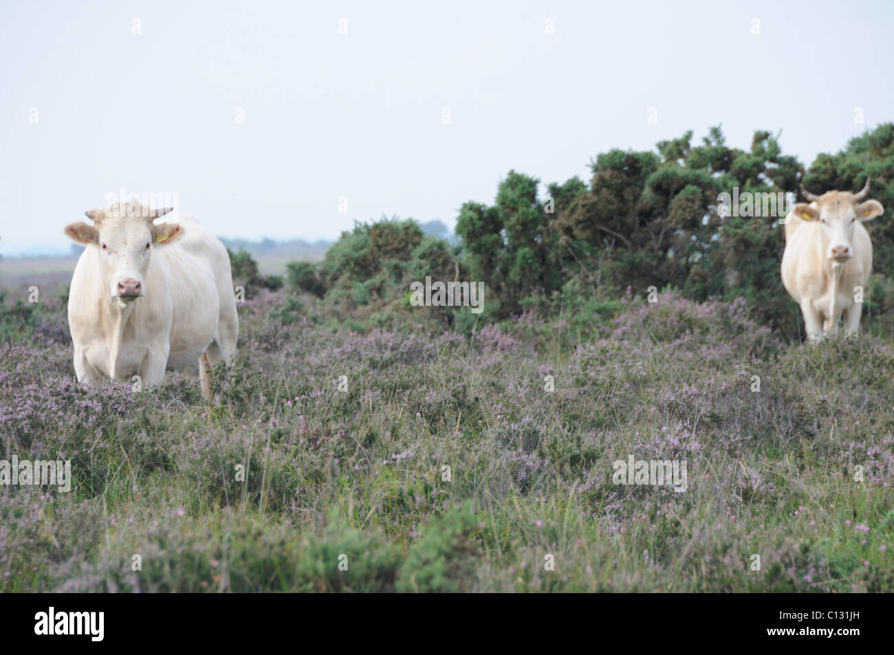 Cows in the New Forest Stock Photo - Alamy