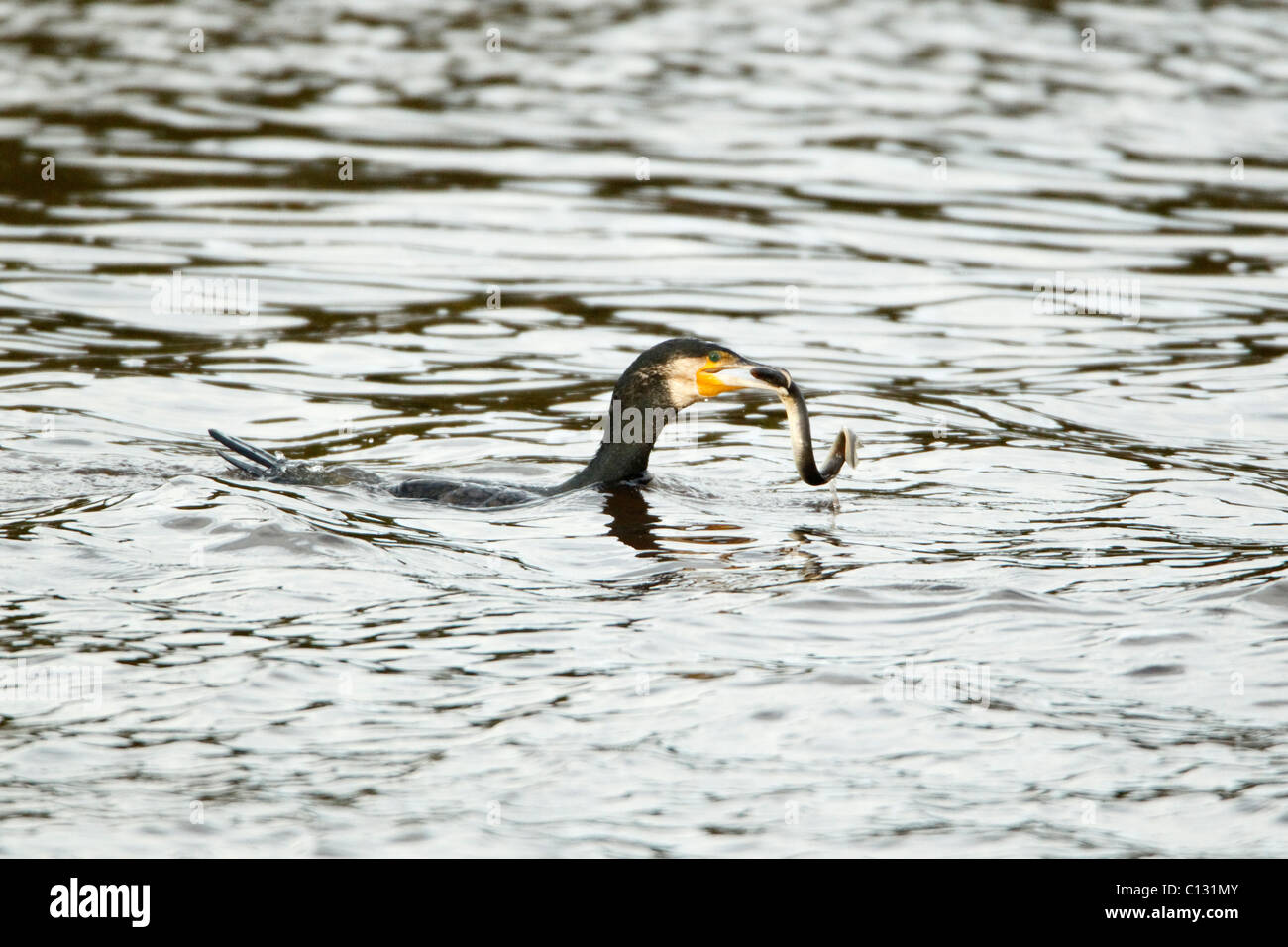 Cormorant (Phalacrocorax carbo), with caught Lamprey in bill, Northumberland, England Stock Photo