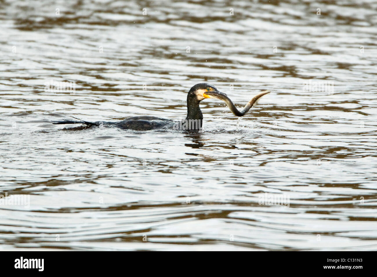 Cormorant (Phalacrocorax carbo), with caught Lamprey in bill, Northumberland, England Stock Photo