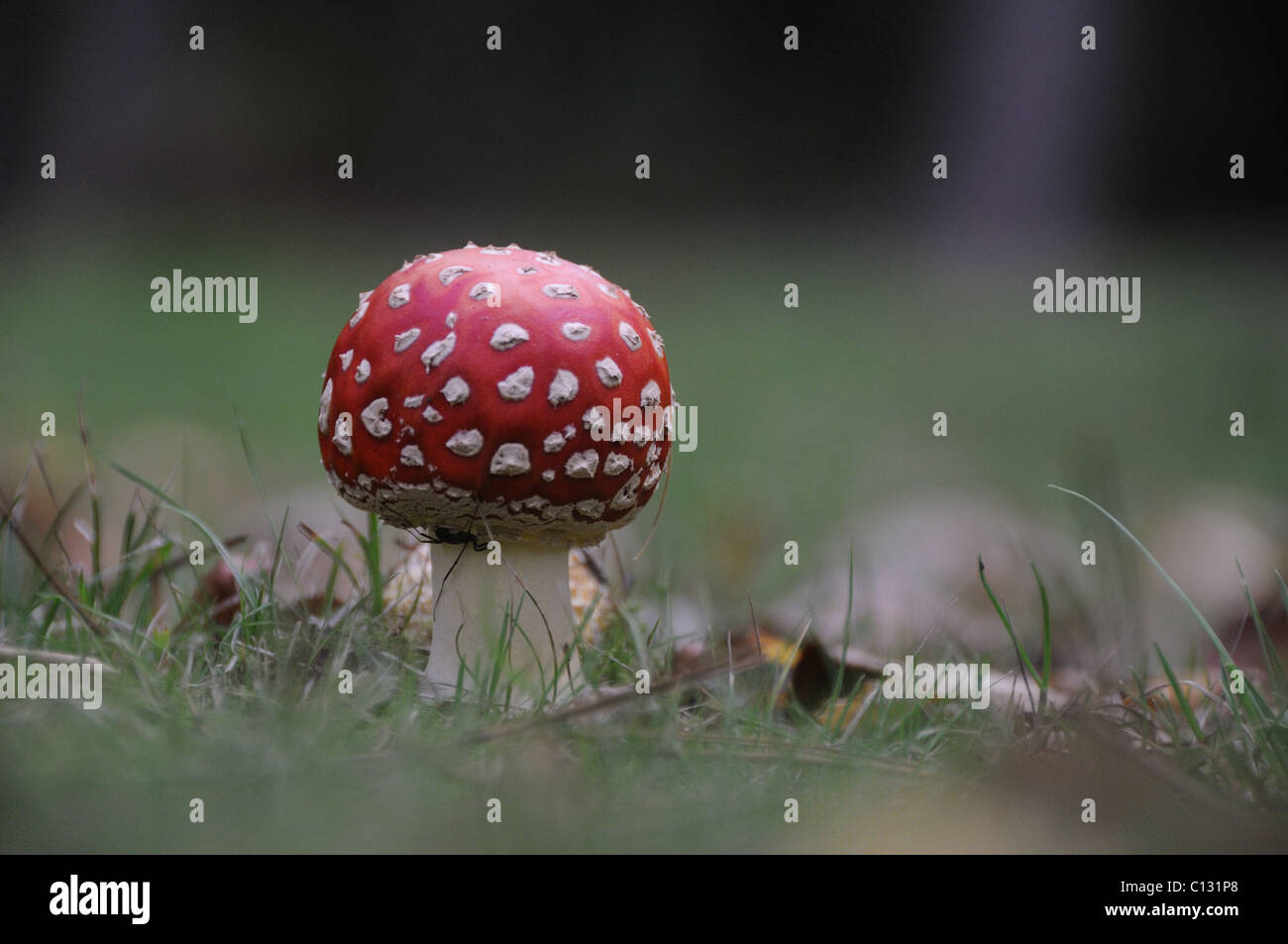 Fly agaric mushroom Stock Photo