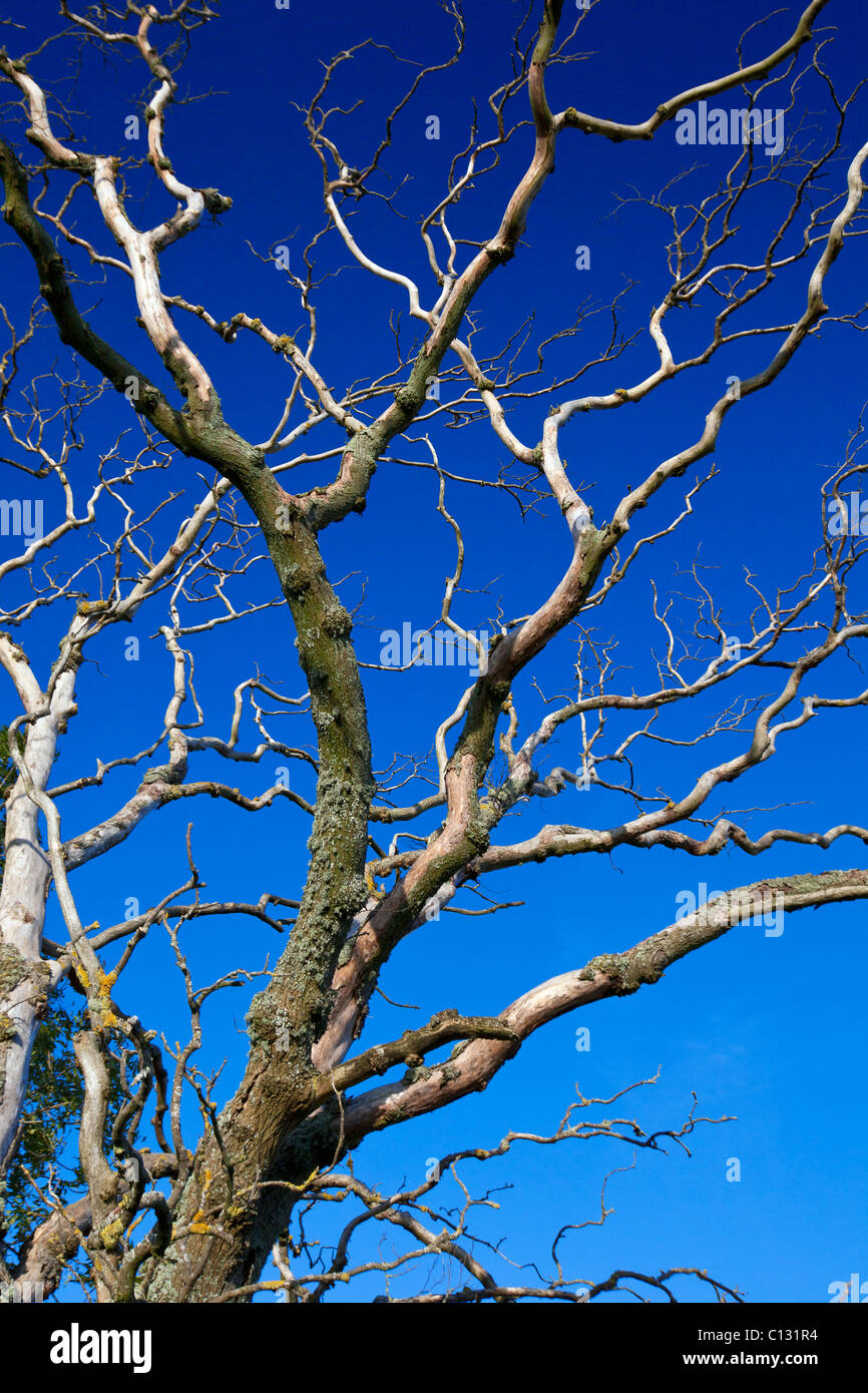 Wych Elm (Ulmus glabra), dead tree, Northumberland, England Stock Photo