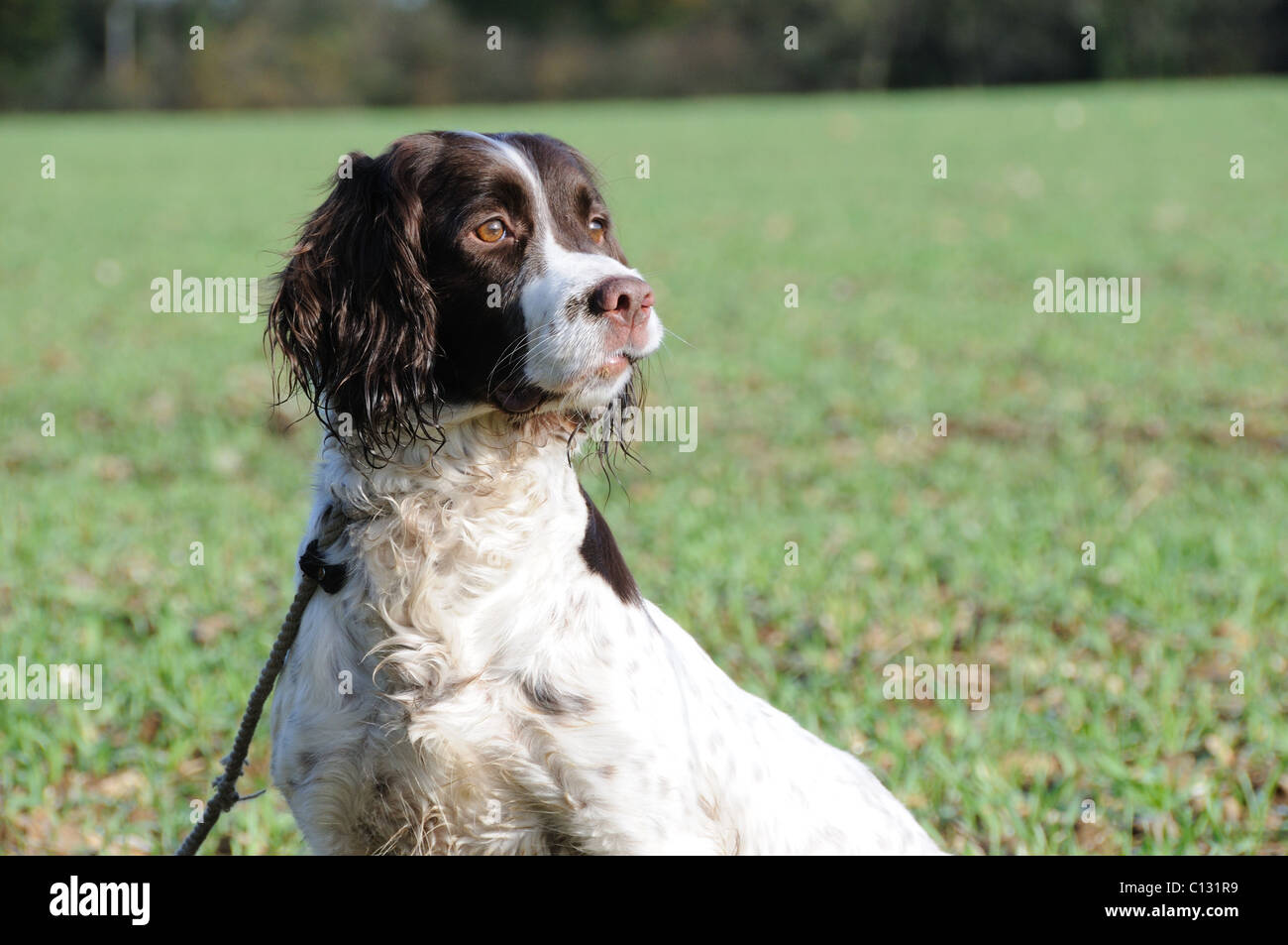 liver and white spaniel on the peg Stock Photo