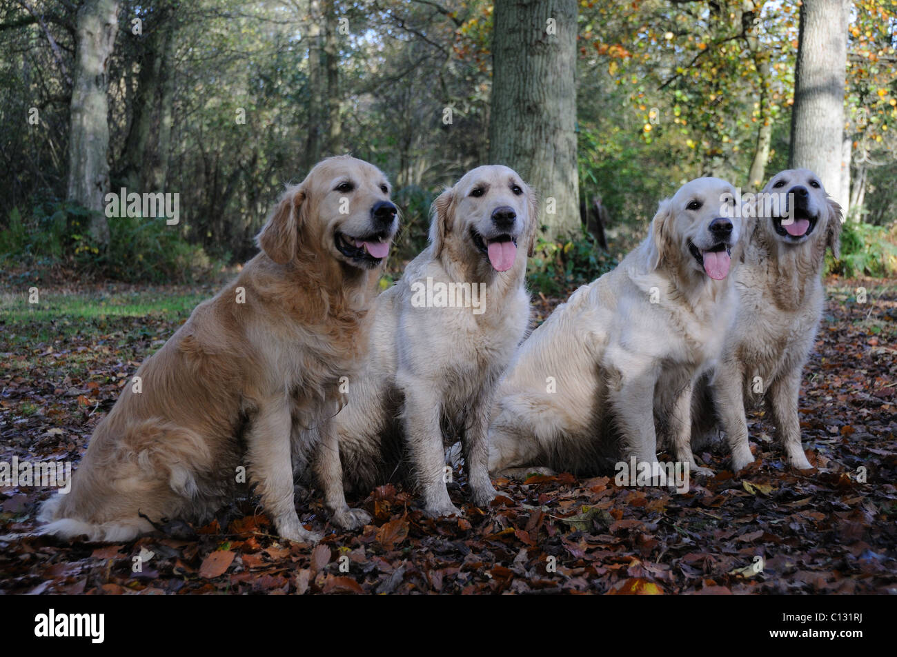 Four golden retrievers Stock Photo