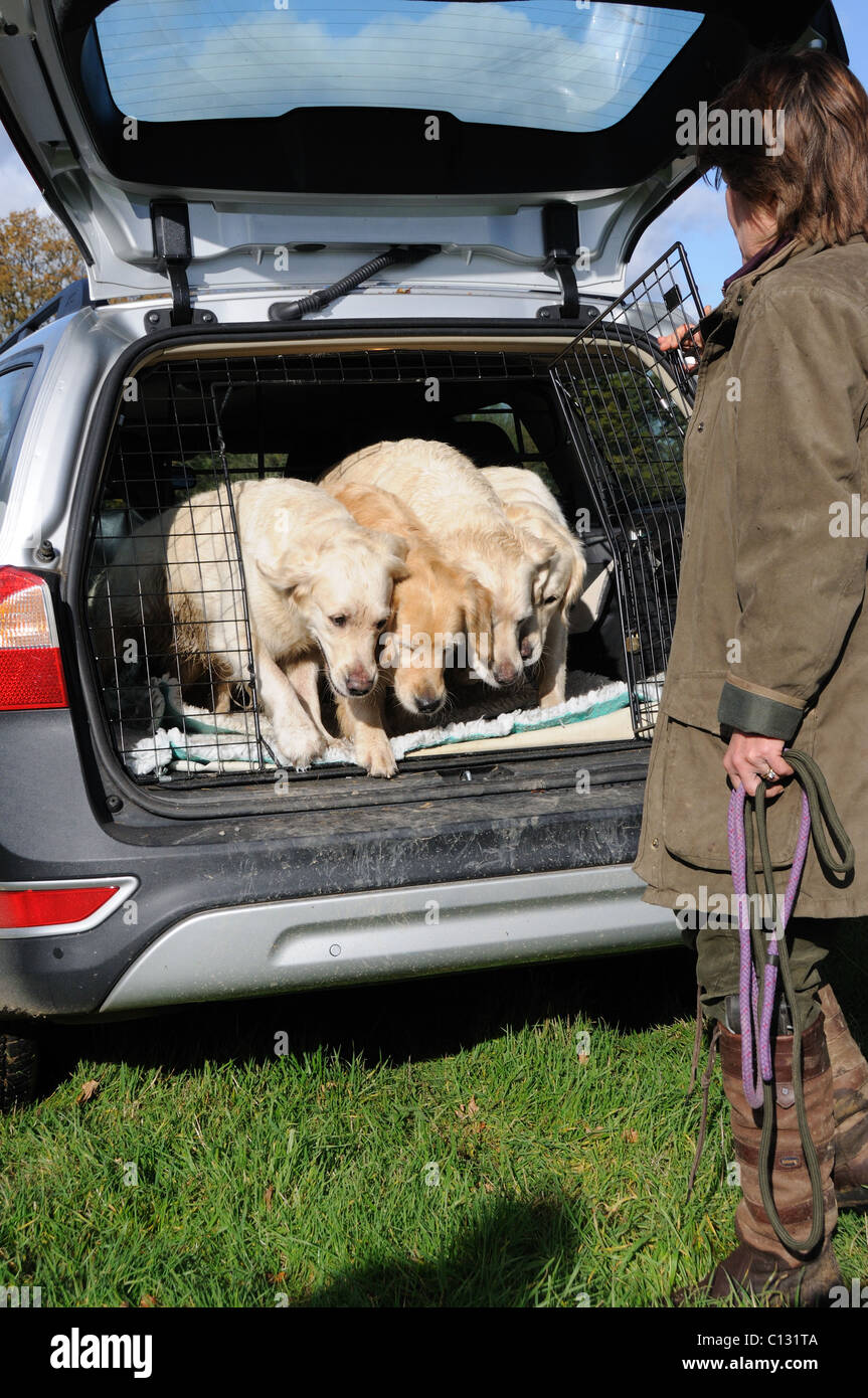 four goldren retrievers bring let out of the back of a car Stock Photo