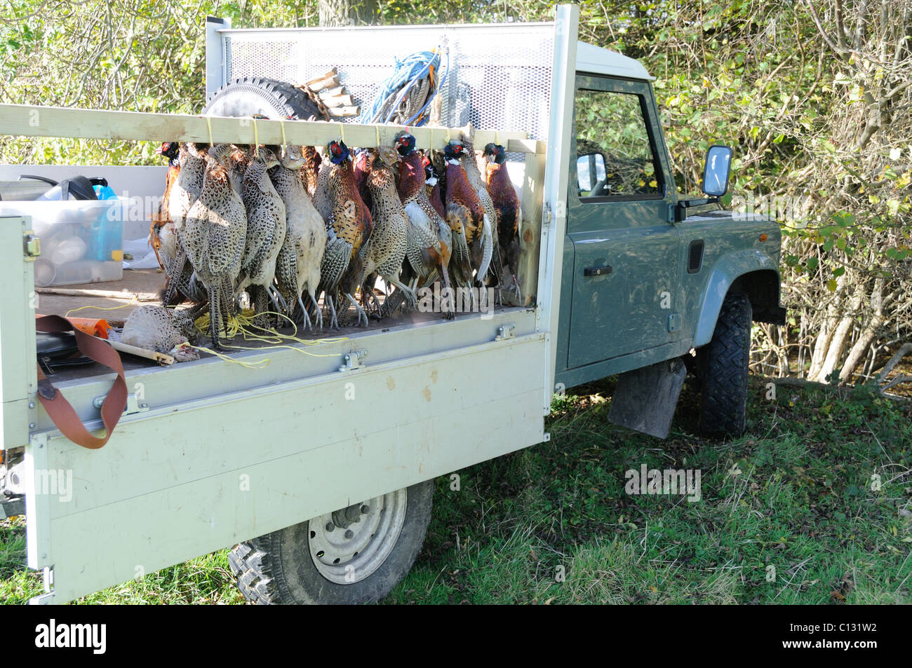 Shot pheasants in the game wagon Stock Photo