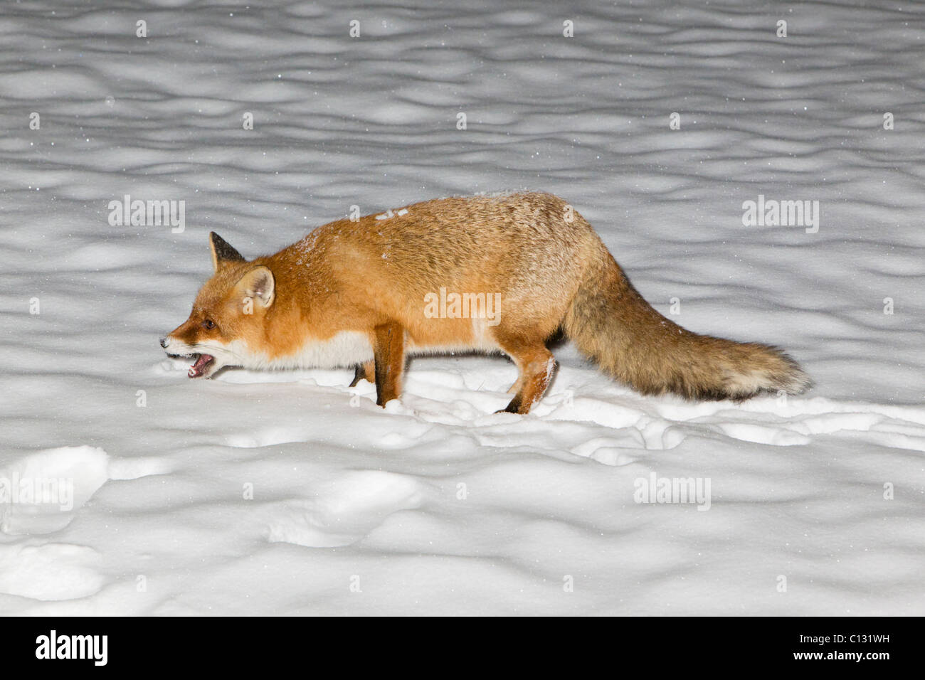 European Fox (Vulpes vulpes), in garden feeding, winter Stock Photo