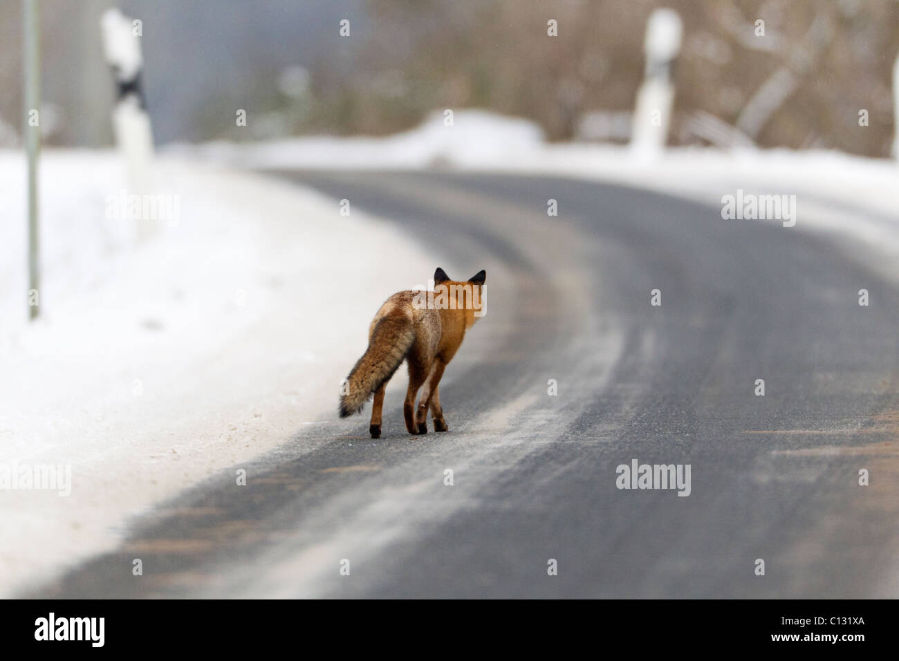 Fox on road hi-res stock photography and images - Alamy