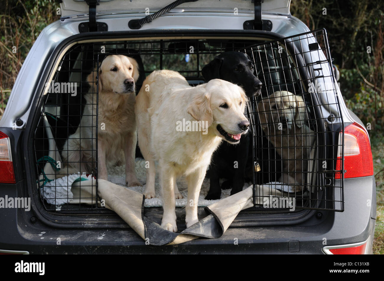Dogs in a car Stock Photo Alamy
