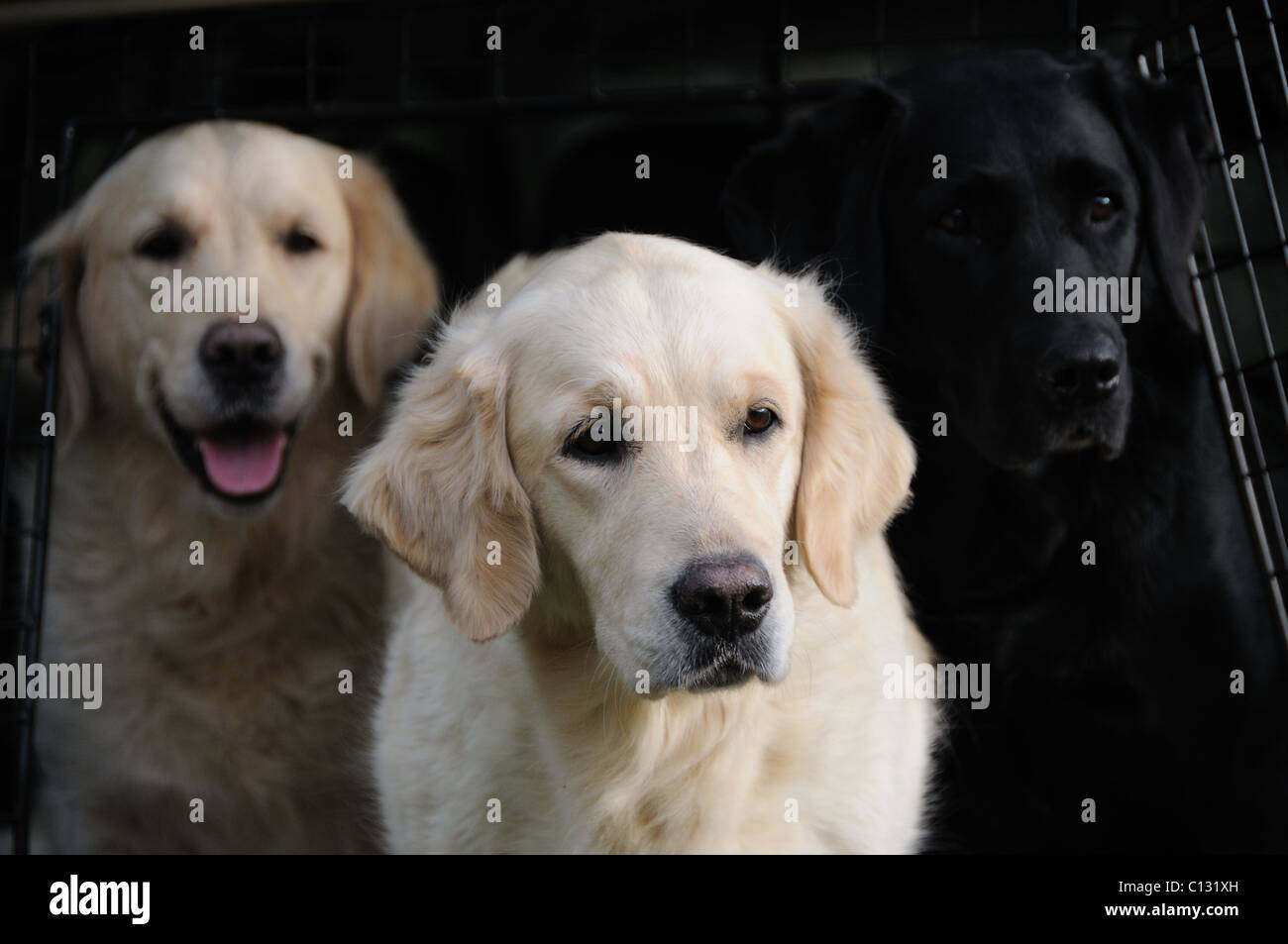 Golden retrievers and a labrador ina  car boot Stock Photo