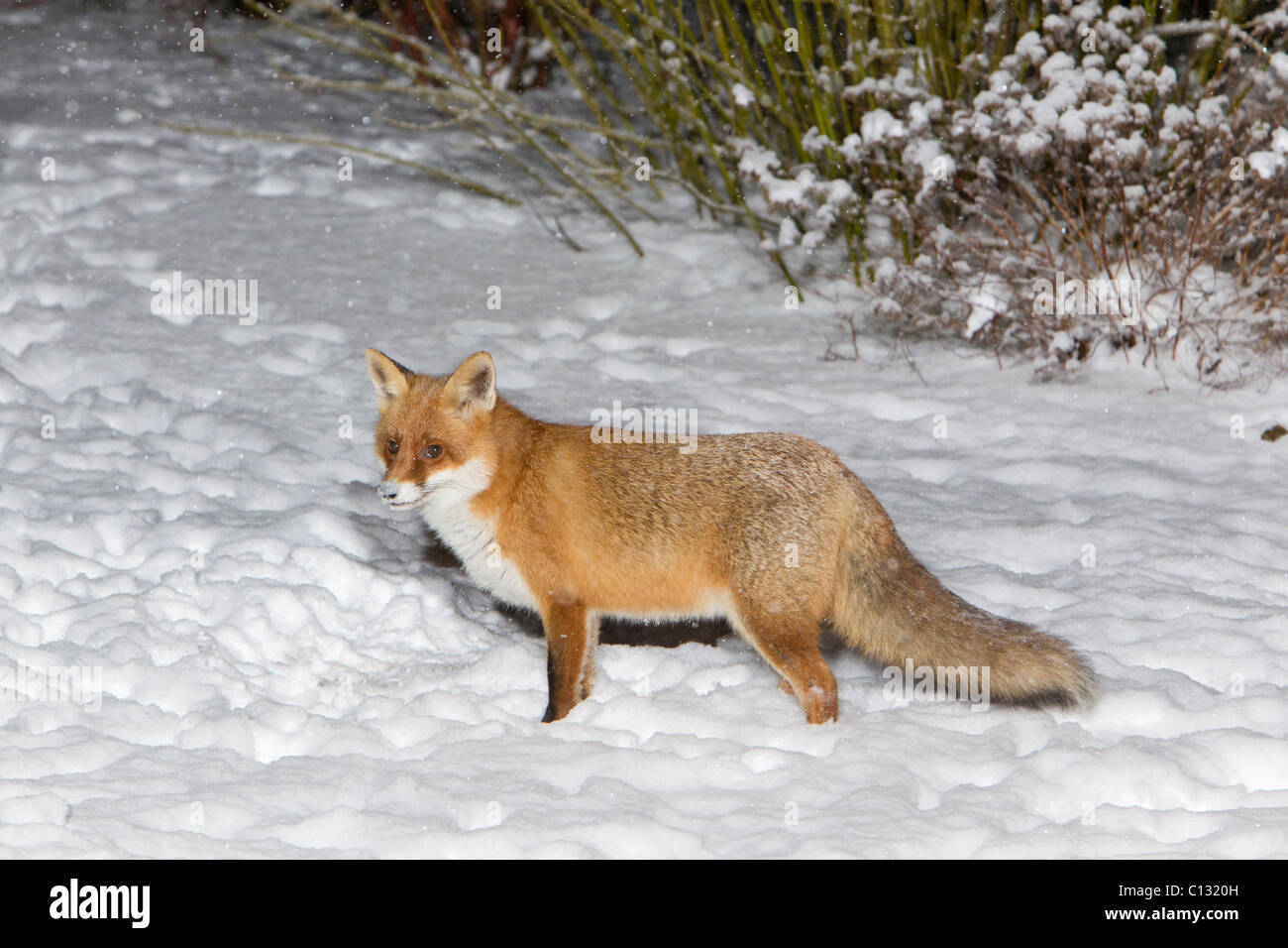 European Fox (Vulpes vulpes), in garden, winter Stock Photo