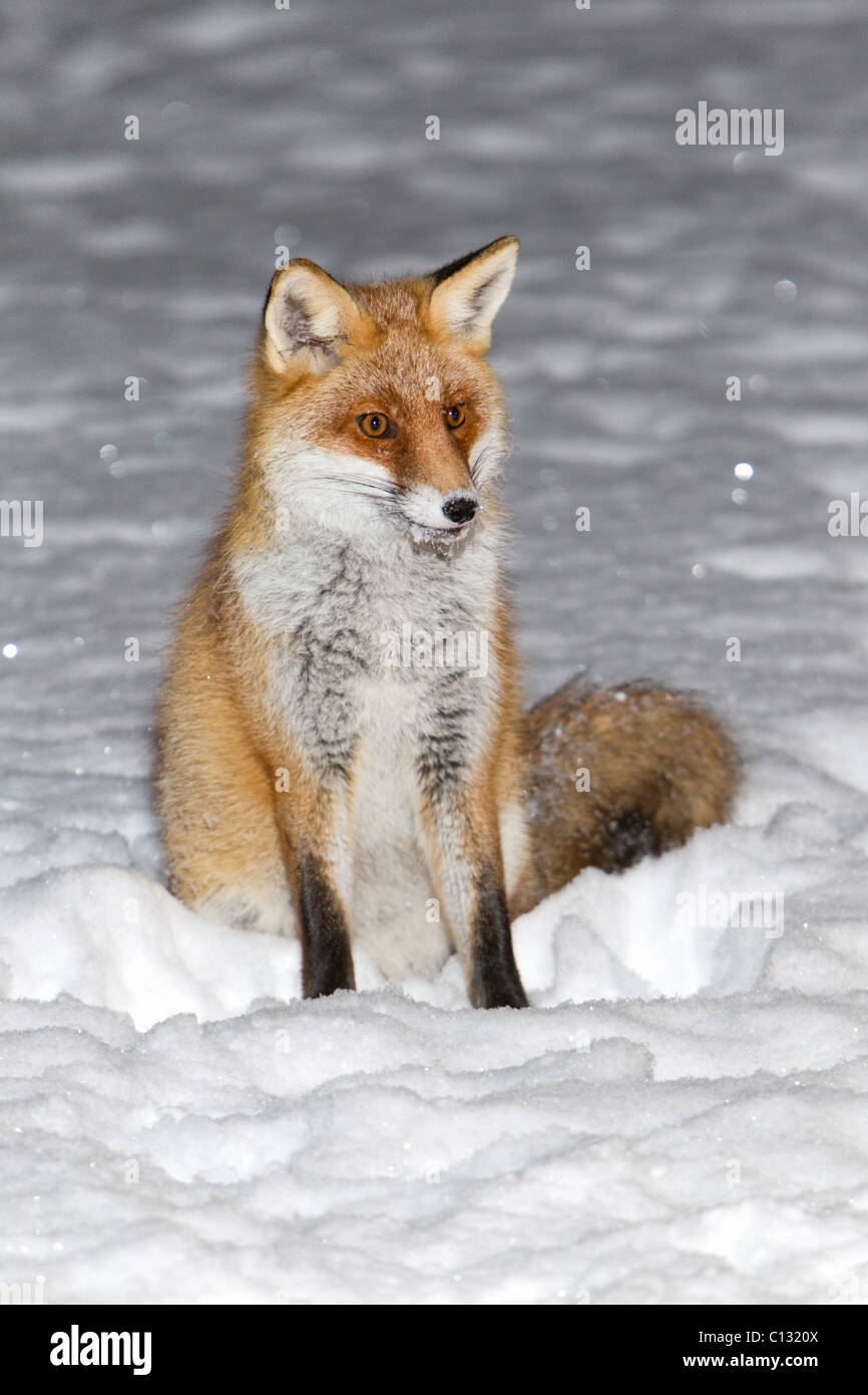 European Fox (Vulpes vulpes), sitting in snow covered garden, winter in snow covered garden, winter Stock Photo