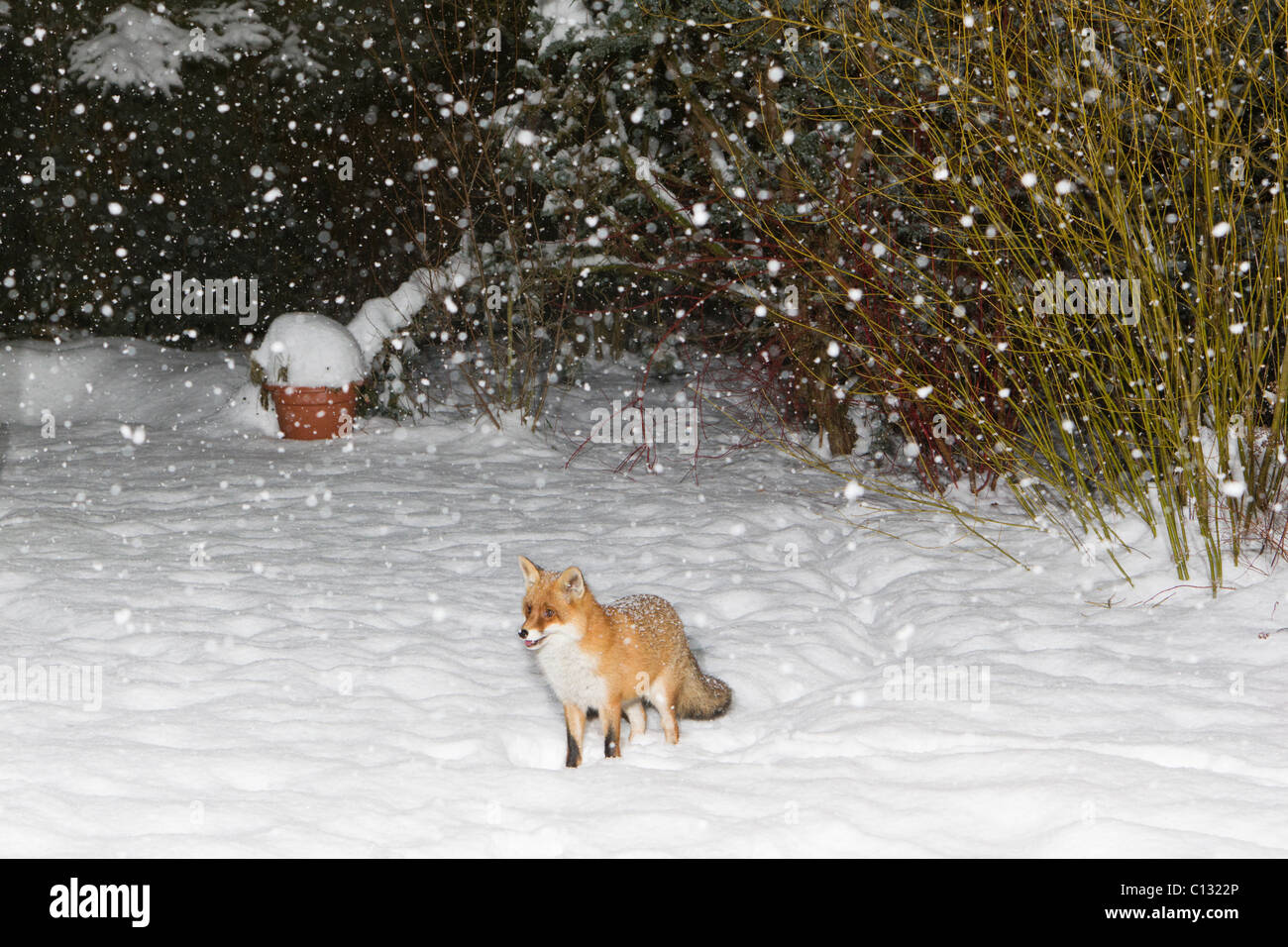 European Fox (Vulpes vulpes), in snow covered garden, winter Stock Photo