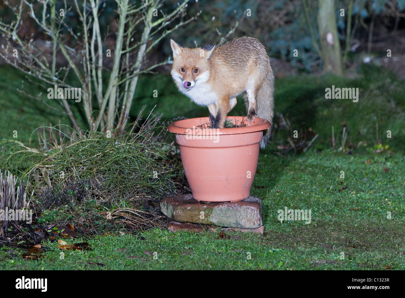 European Fox (Vulpes vulpes), in garden, searching for food in plant pot Stock Photo