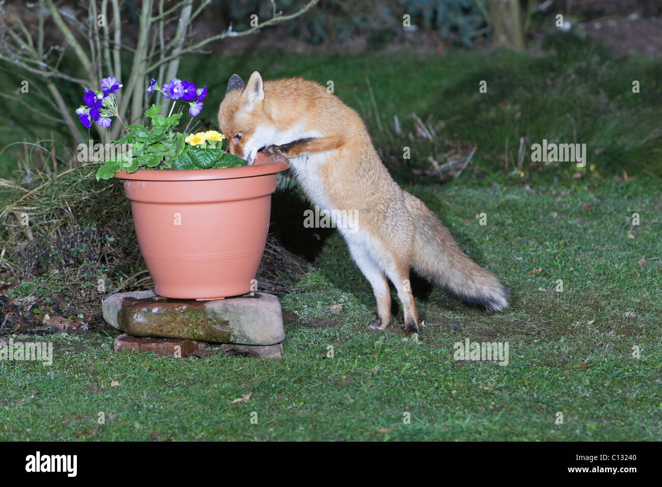 European Fox (Vulpes vulpes), in garden, searching for food in plant ...