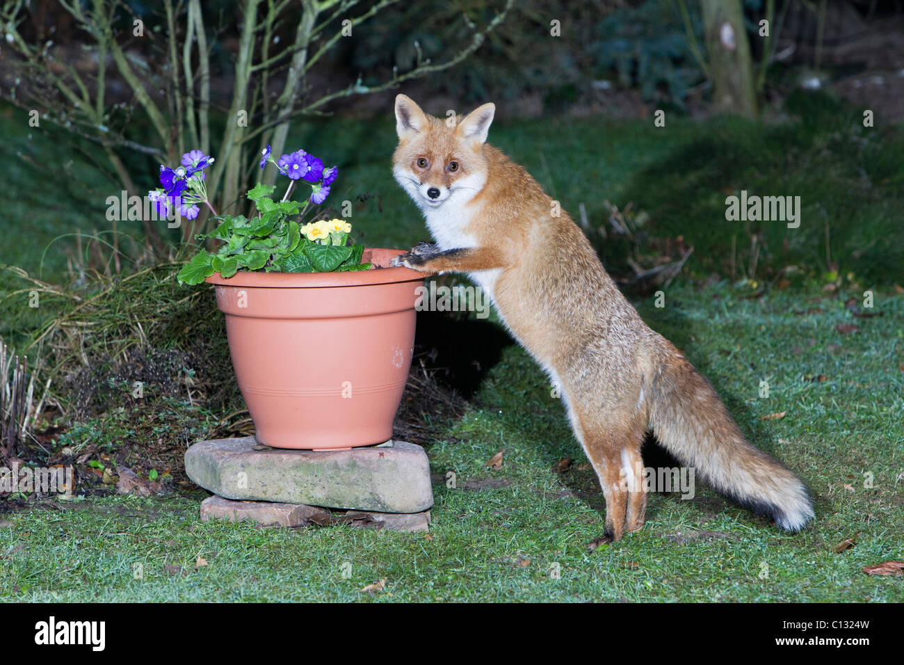 European Fox (Vulpes vulpes), in garden, searching for food in plant pot Stock Photo