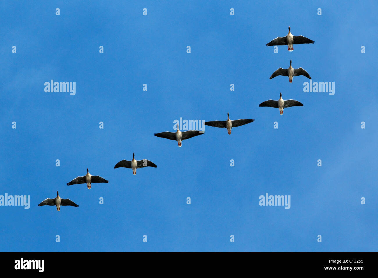Pink footed Geese (Anser brachyrthynchus), in flight, autumn, Northumberland, England Stock Photo