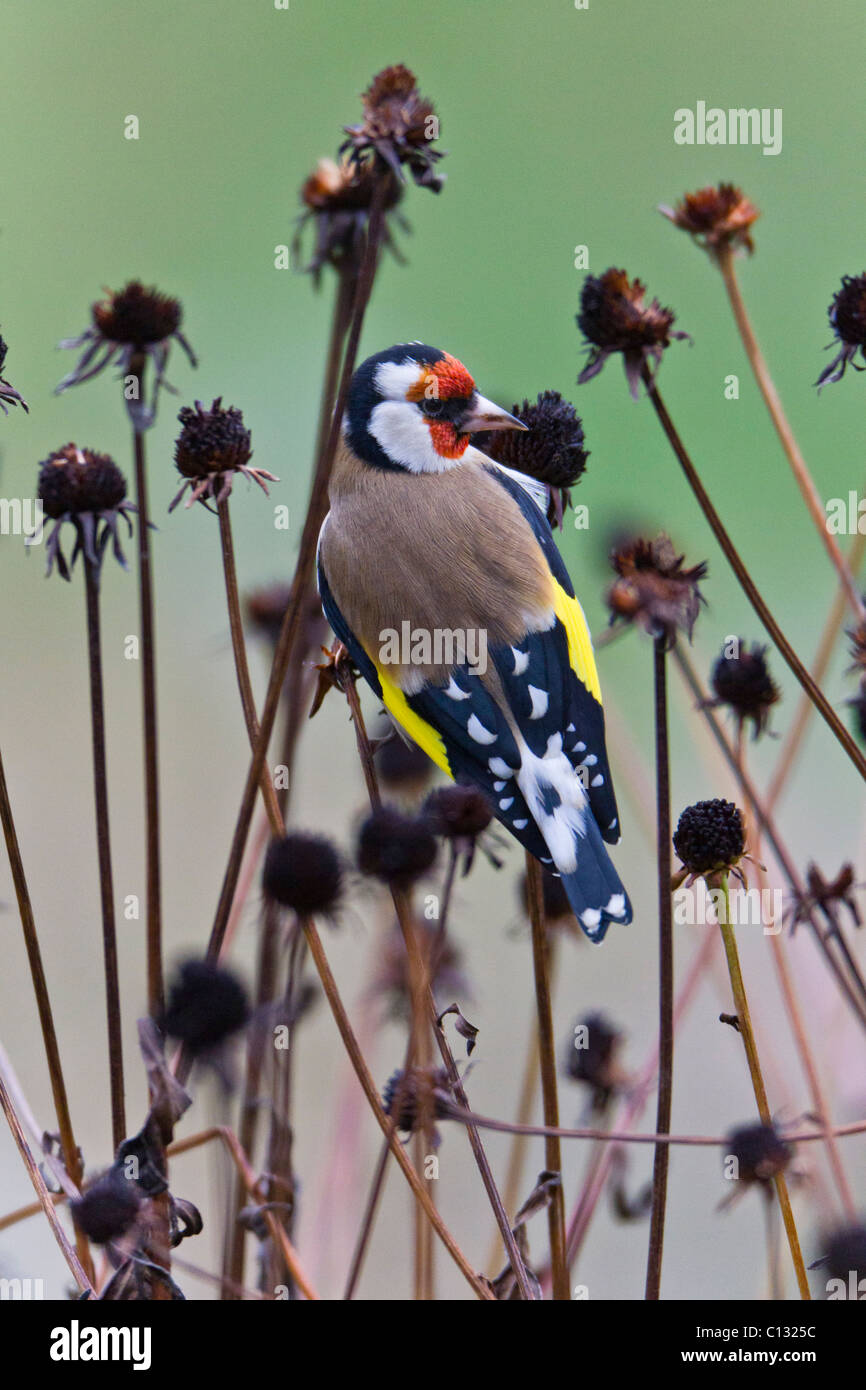 Goldfinch (Carduelis carduelis), feeding on flower seed heads in garden Stock Photo
