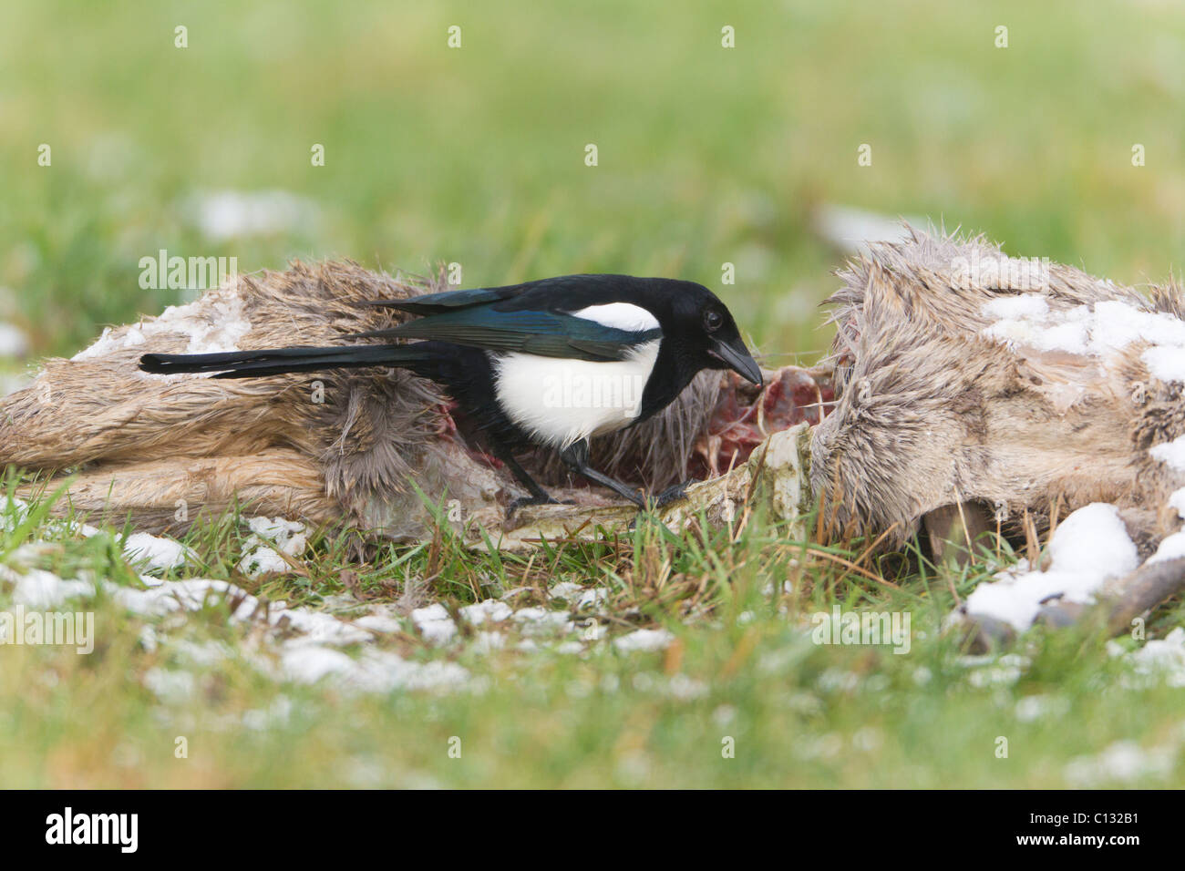 Common Magpie (Pica pica), feeding on deer carcass in winter Stock Photo