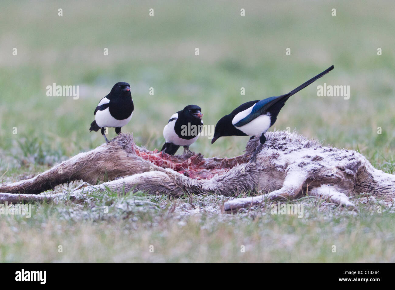 Common Magpies (Pica pica), feeding on deer carcass in winter Stock Photo