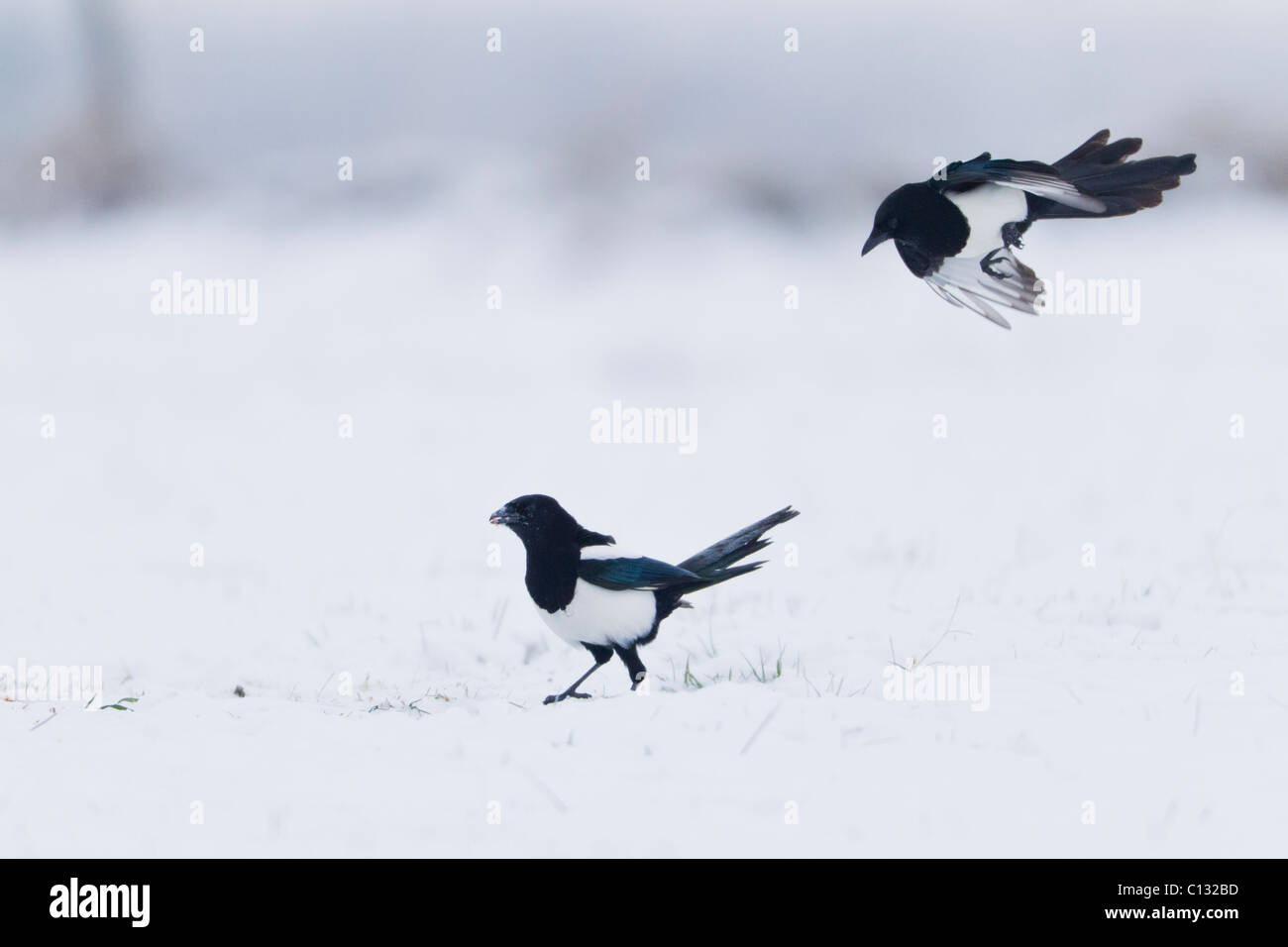 Common Magpies (Pica pica), two showing social behaviour, on snow covered field in winter Stock Photo