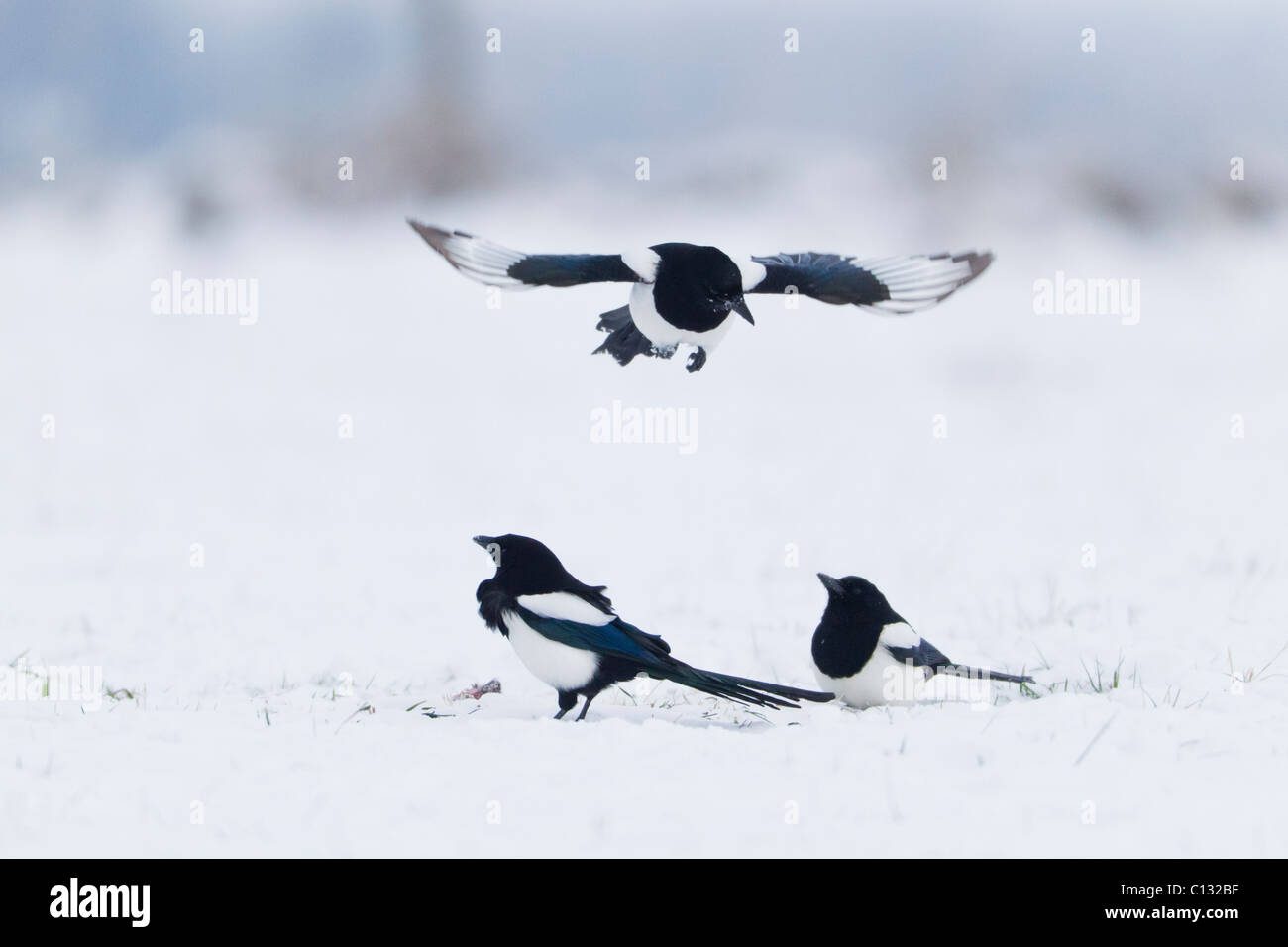 Common Magpies (Pica pica), three showing social behaviour, on snow covered field in winter Stock Photo