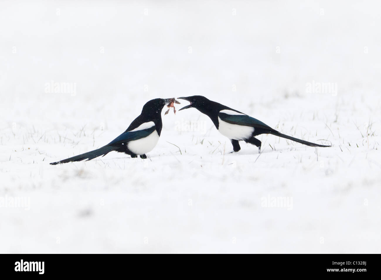 Common Magpies (Pica pica), showing social feeding behaviour, on snow covered field in winter Stock Photo